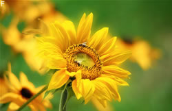 Sonnenblumen