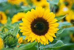 sonnenblume_fl