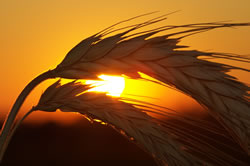sonnenuntergang4_fl