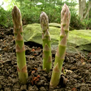 spargel2_fl