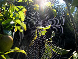 spinnennetz_fl