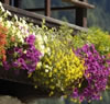 Blumen am Balkon