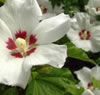 Hibiskus
