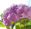 Hortensien