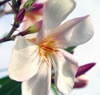 Oleander