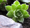 Hortensien