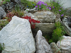 steingartena