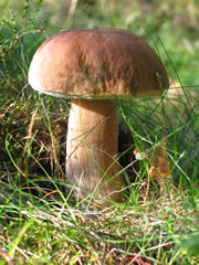 steinpilz-pilz2_fl