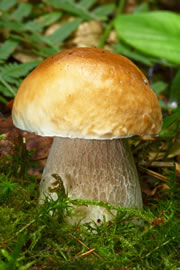 steinpilz2_fl