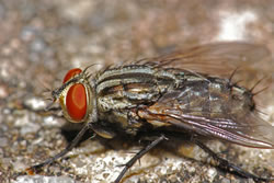 stubenfliege3_fl