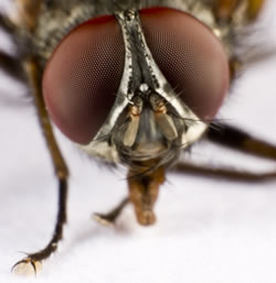 stubenfliege4_fl