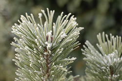tanne-frost-winter2_fl