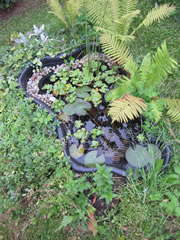 teich-klein2 apf