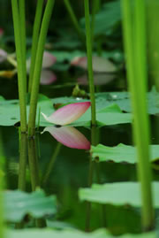 teich-pflanzen fl
