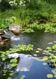 Teich
