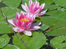 seerose seerose