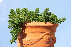 terracotta2