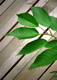terrasse-holz3_fl