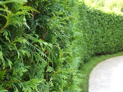 Thuja Smarad