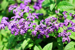 thymian_fl