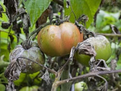 tomaten-faeule_fl