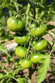 tomaten4_fl