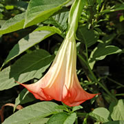 trompetenblume4_fl