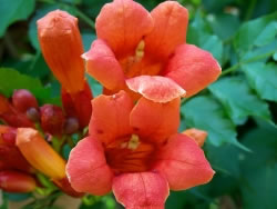 trompetenblume_fl