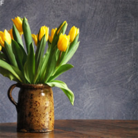 Tulpen