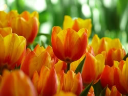 tulpen3_fl
