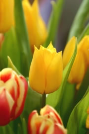 tulpen4 fl
