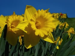 tulpen6_fl