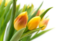 tulpen7_fl
