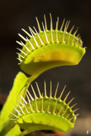 Pflege der Venusfliegenfalle