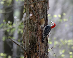 vogel-baum-nest_fl