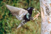 vogel3 ca