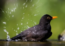 vogelbad_fl