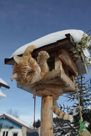 vogelhaus-katze_fl
