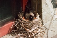 vogelnest_ca