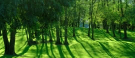 wald2_fl