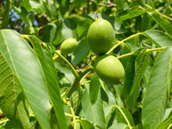 walnussbaum_fl