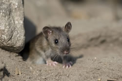 wanderratte2_fl