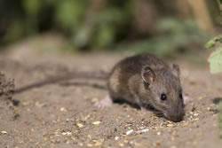wanderratte_fl