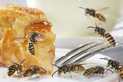 wespen-kuchen fl