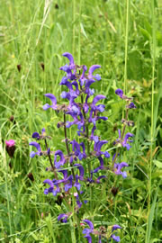 wiesensalbei fl