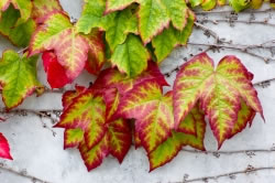wilder-wein3_fl