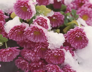 Winterblumen im Garten