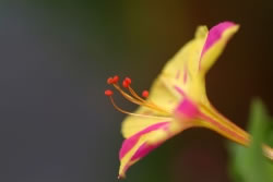 wunderblume_fl