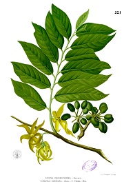 ylang-ylang fb