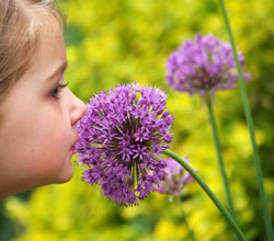zierlauch-allium fl